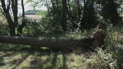 Baum-Nach-Sturm-über-Fluss-Gefallen-V3