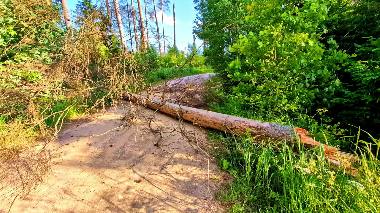 Fallen tree blocking forest dirt road after stormy weather in countryside