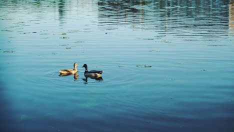 two wild ducks are floating on the river in the autumn. close-up