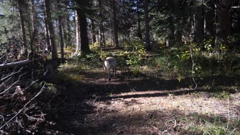 Fpv-Eines-Hundes,-Der-In-Einem-Dunklen,-Schattigen-Wald-Auf-Einem-Pfad-Spazieren-Geht