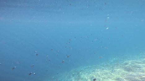 A-school-of-black-fish-swims-under-the-sea-surface,-over-bright-coral-reef-in-Raja-Ampat,-Indonesia