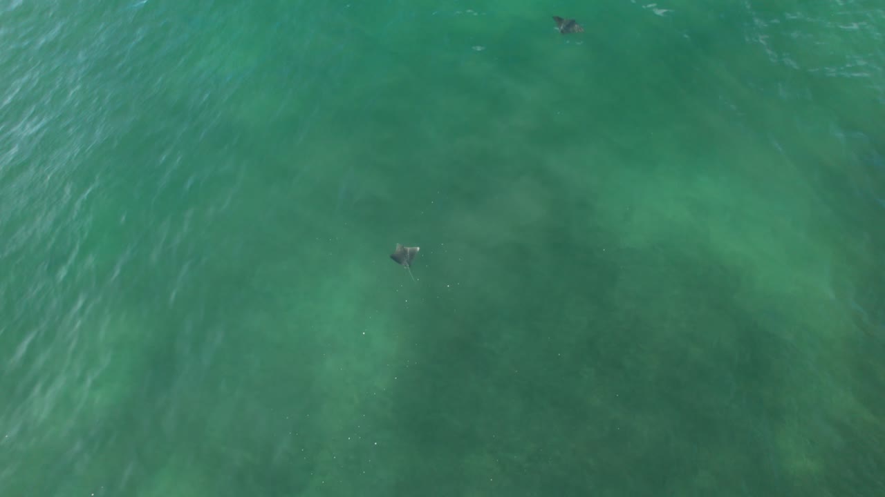 맑은 바다에서 해안 근처에서 발견되는 mantary