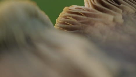 macro shot of the slats of a chanterelles mushroom moving in the wind