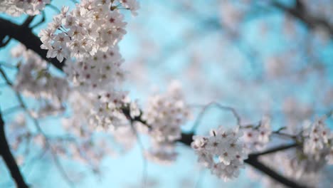 beautiful cherry blossoms shining in the sun - sakura flowers - kyoto japan