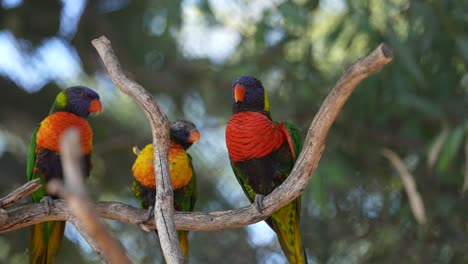 three rainbow lorikeets perched on a branch in the forest