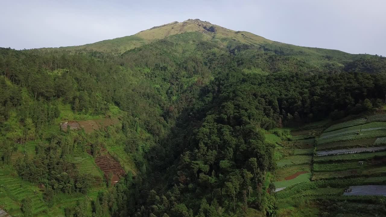 Aerial approaching of beautiful overgrown mountain with growing trees and plantations