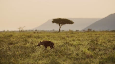 slow motion shot of african wildlife hyena in maasai mara national reserve walking across the empty plains of kenya, africa safari animals in masai mara north conservancy