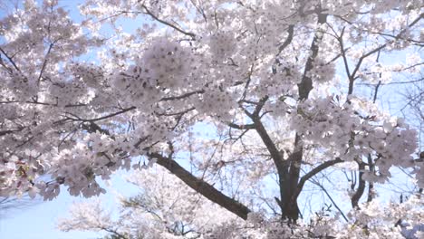 sakura, cherry blossomes japanese, pink cherry blossom, flowers