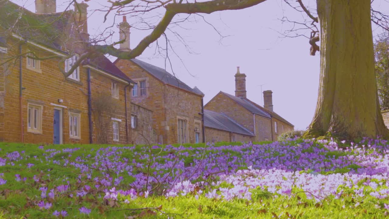 Rari crochi selvatici primaverili che crescono in un prato aperto nel villaggio di Ayston, contea di Rutland, in Inghilterra, Regno Unito