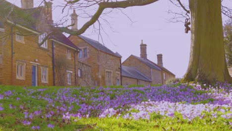 Raros-Azafranes-De-Primavera-Salvaje-Que-Crecen-En-Pastizales-Abiertos-En-El-Pueblo-De-Ayston-En-El-Condado-De-Rutland-En-Inglaterra,-Reino-Unido