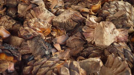 slow motion zoom out shot of espadin agave at a distillery in oaxaca, mexico