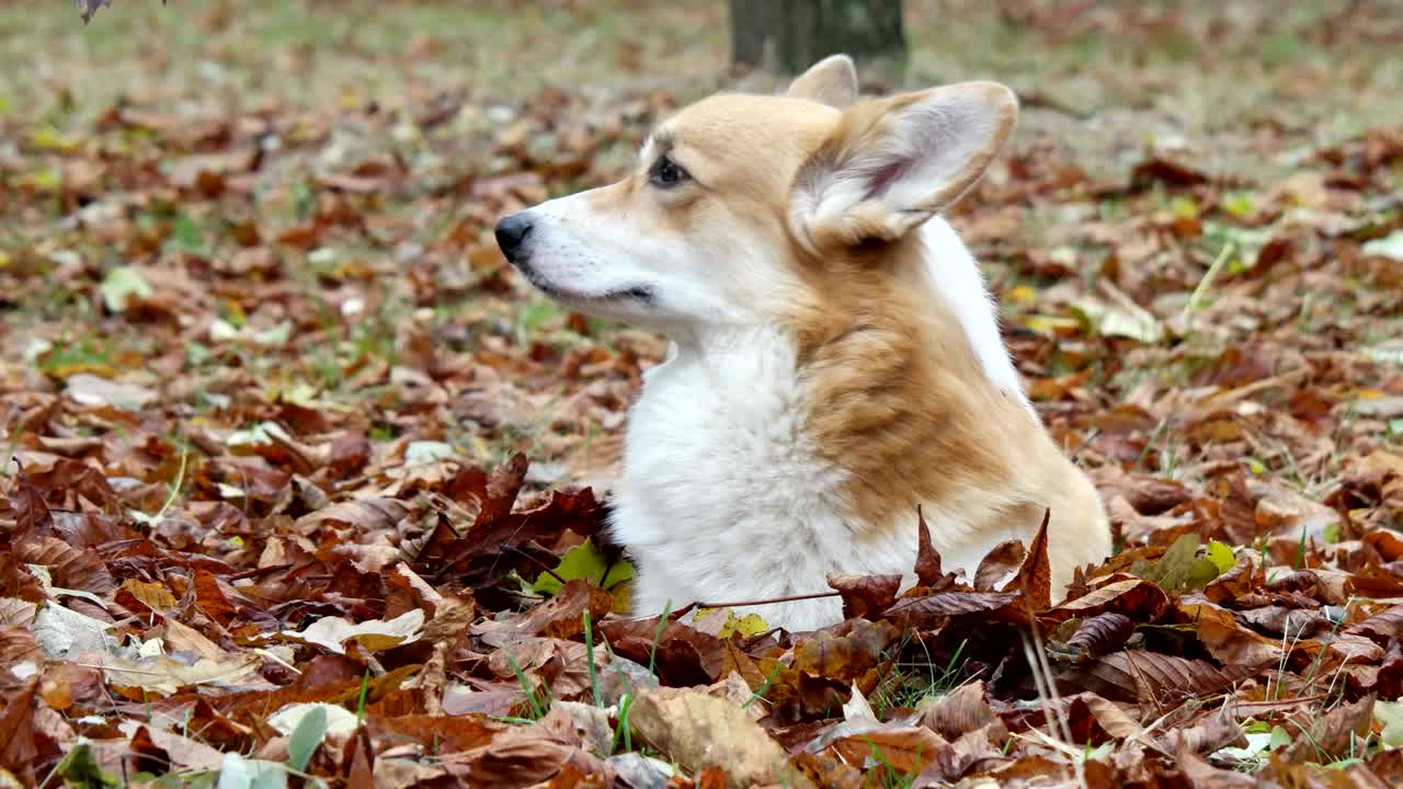 el corgi galés en el césped de otoño