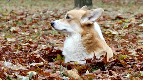 welsh corgi on autumn lawn