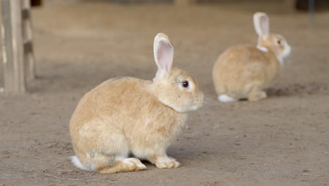 conejo curioso mirando a su alrededor, primer plano estático