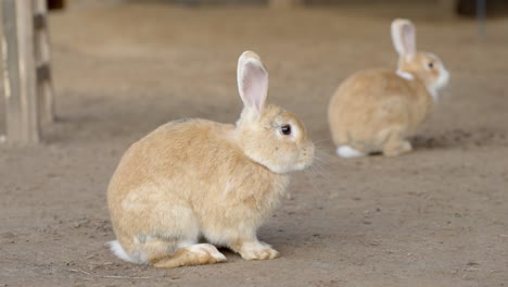 curious rabbit looking around, static closeup