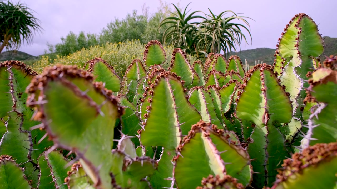 Albero candelabro del Bushveld (Euphorbia cooperi) con spine spinose, ripresa in movimento