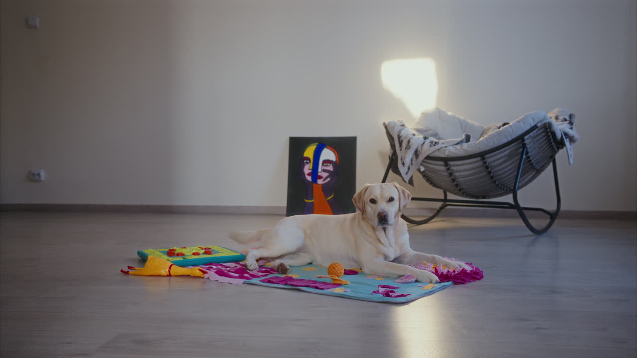 Labrador retriever yawns and wags its tail while lying on the carpet in the living room