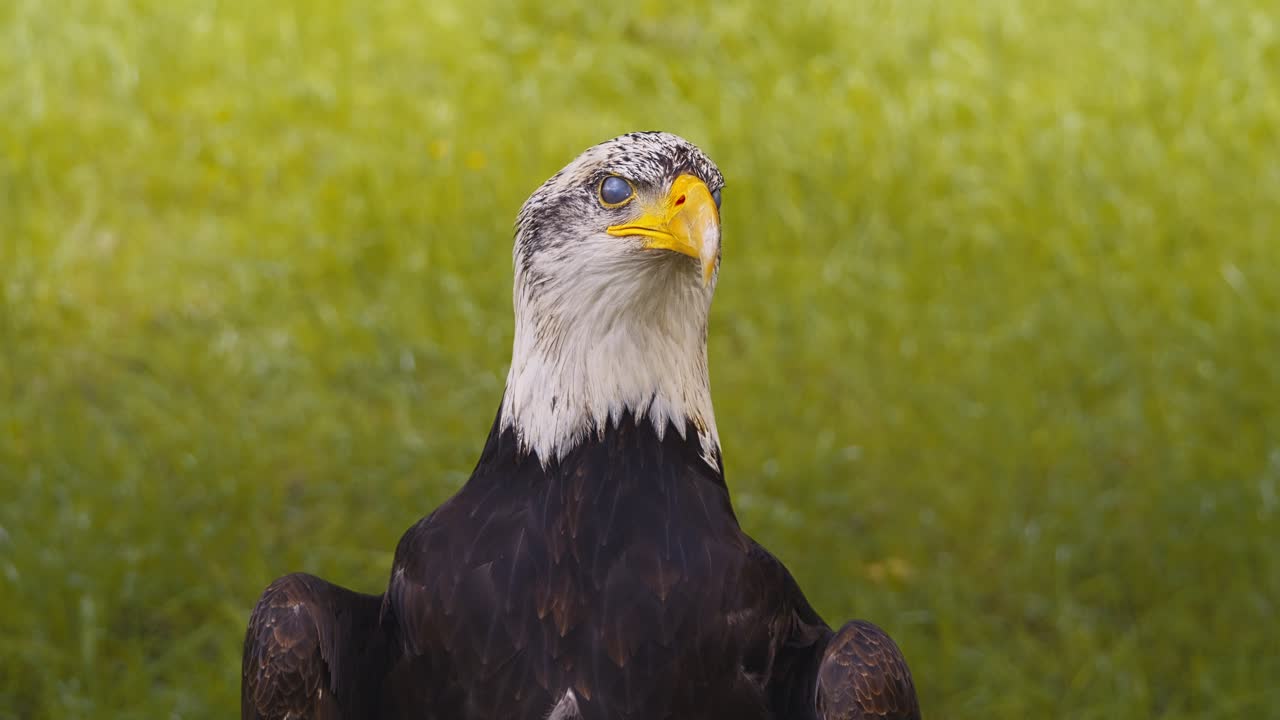 video del águila calva americana, en cámara lenta, en primer plano