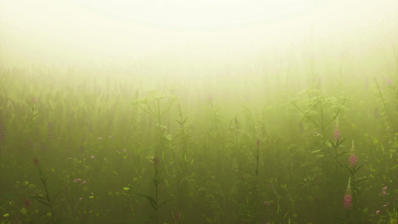 Mysterious green meadow shrouded in mist during early morning light