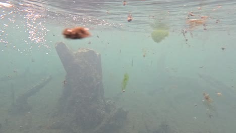 bosque submarino