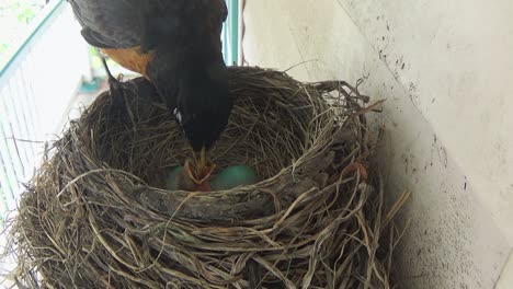 Süßes-Baby-Robin-Frisst-Käfer-Von-Mama-Im-Nest-Mit-Zwei-Blauen-Eiern-Im-Inneren