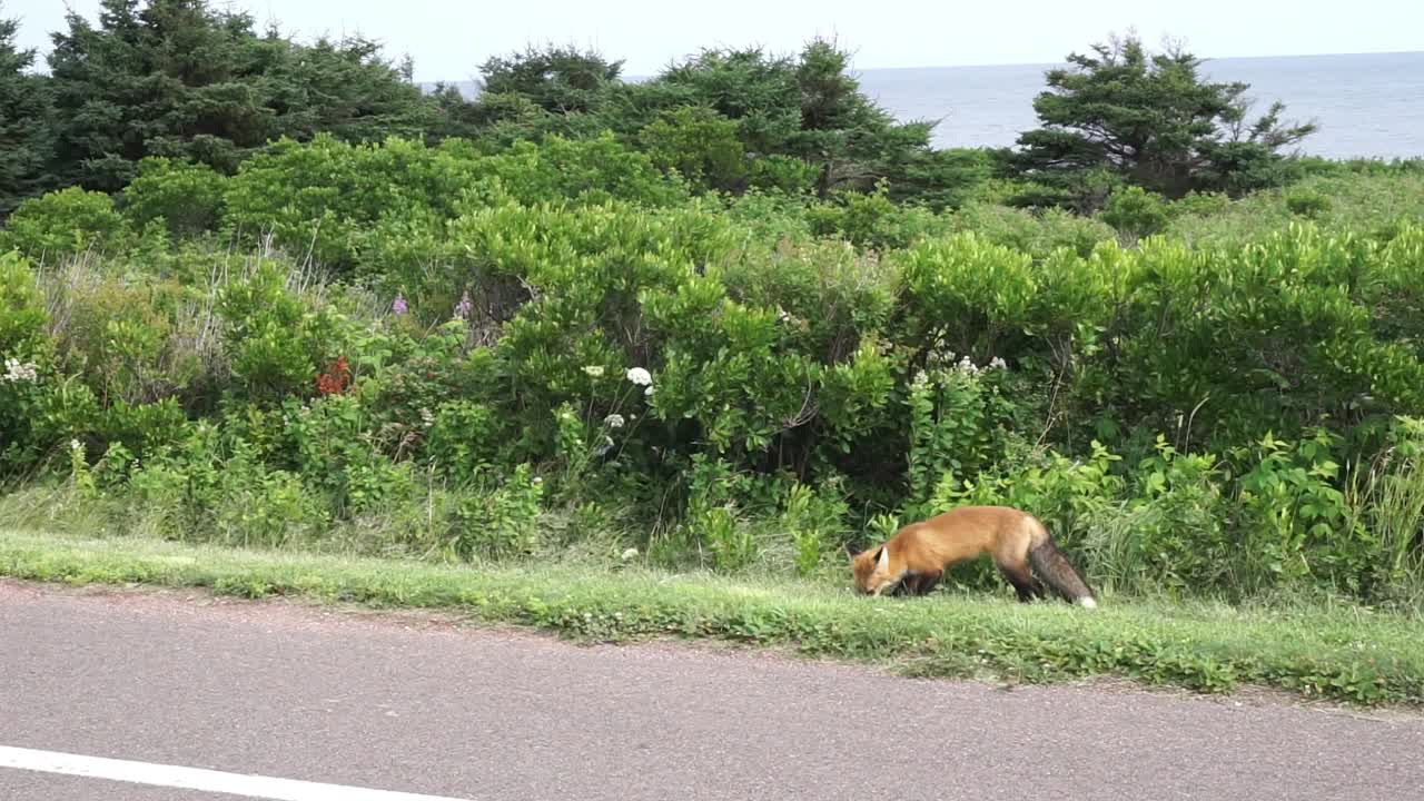 길가에서 음식을 먹는 여우