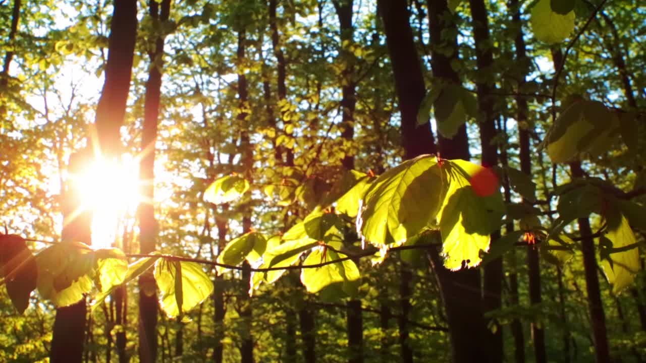 Sun shining through the trees in the morning