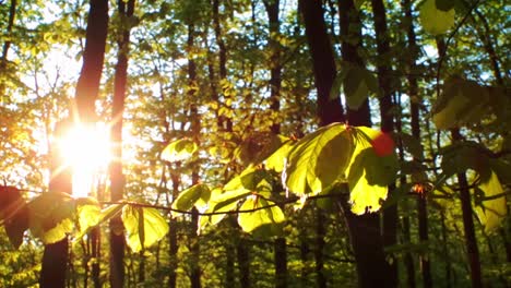 sun shining through the trees in the morning