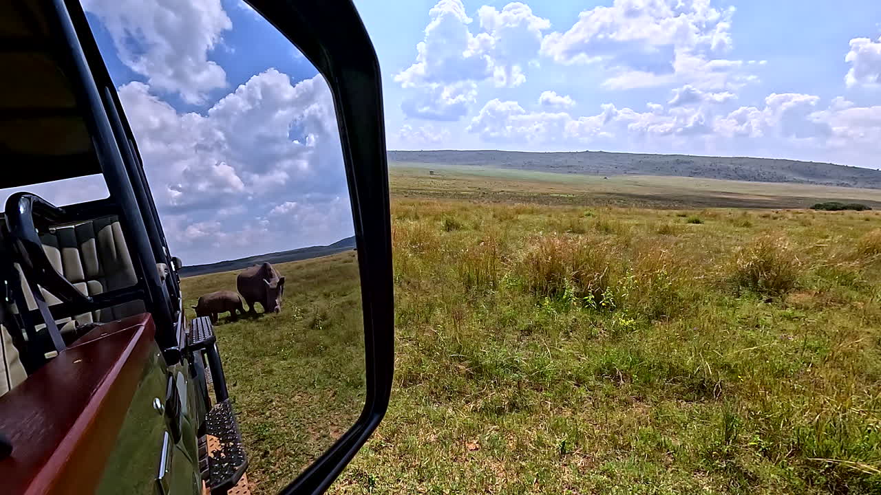 View in side mirror of safari truck of white rhino mom and calf pair grazing