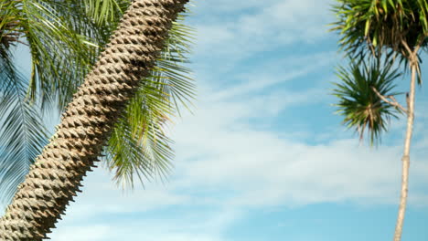 Tronco-Y-Rama-De-Palmera-De-Coco-Ondeando-En-Cámara-Lenta-Contra-El-Cielo-Azul-Con-Nubes