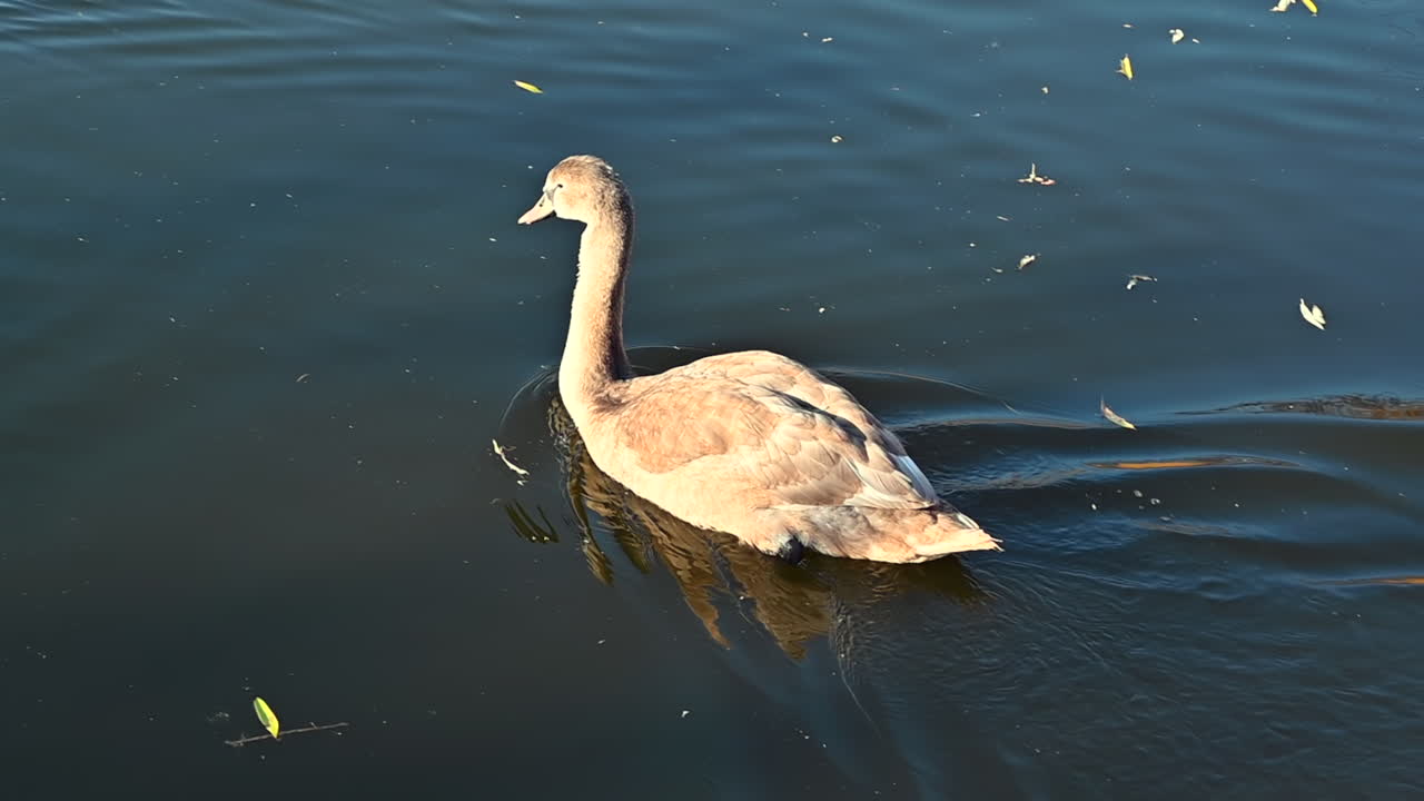 A young swan paddles gently through the peaceful lake, reflecting the warm hues of the afternoon sun. Nature remains serene as wildlife coexists with calm waters