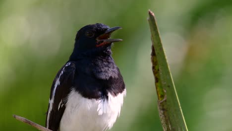 Das-Orientalische-Elsternrotkehlchen-Ist-Ein-In-Thailand-Sehr-Verbreiteter-Sperlingsvogel,-In-Dem-Er-überall-Zu-Sehen-Ist