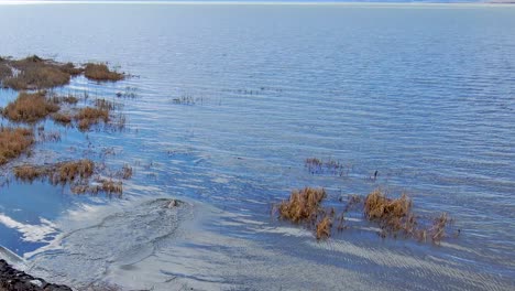 Golden-Retriever-Salta-Y-Salpica-En-El-Agua-Del-Lago-Para-Buscar-Un-Palo