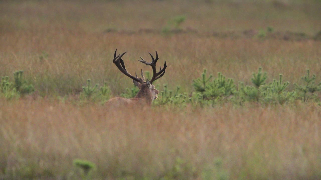ciervo rojo en un campo