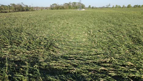 Beschädigter-Junger-Baumwald-Durch-Tornado-Sturm-In-Michigan,-USA