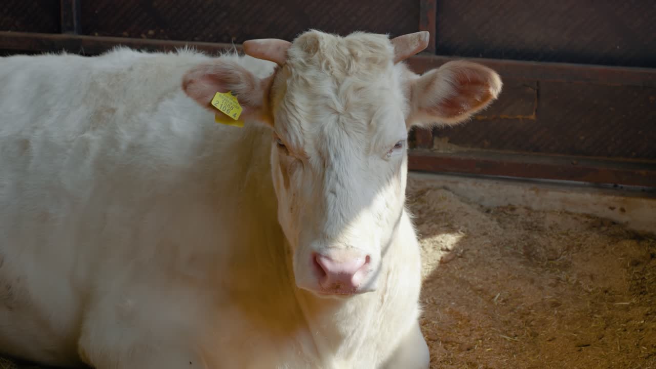 Ritratto di una mucca Hanwoo bianca che riposa in un recinto interno ombreggiato durante un pomeriggio primaverile