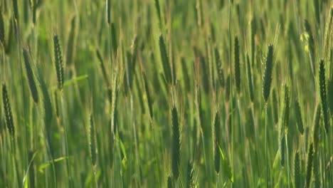 the barley moves slightly in the wind