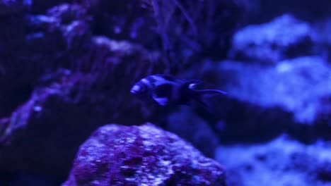 small fish in aquarium