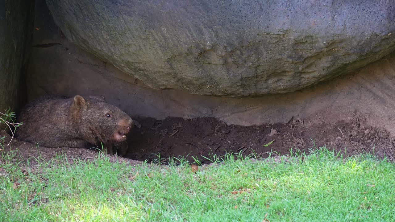 Un wombat territoriale riposa nella sua tana, difendendo la sua casa stridendo per avvertire i rivali, scatto ravvicinato