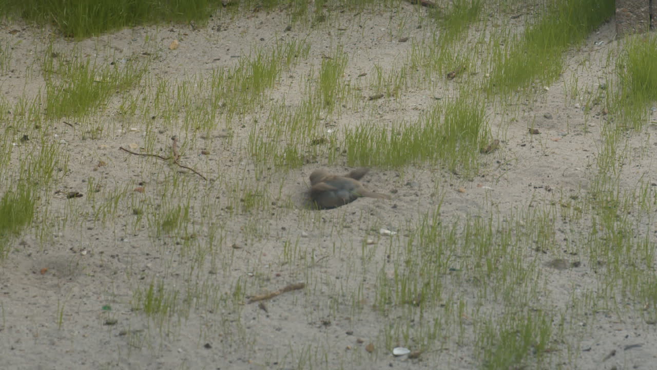 Close up of Single sparrow digging around in sand on bare lawn