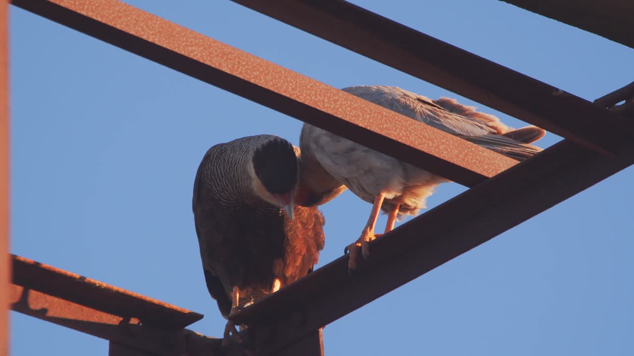 un par de caracaras de cresta que se desprenden de la estructura oxidada mientras uno se rasca la cabeza con las garras