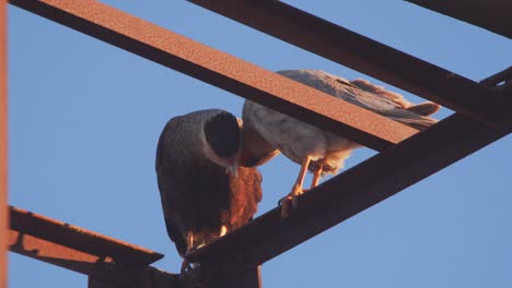 crested caracara pair allopreening on the rusted structure as one scratches its head with the talons