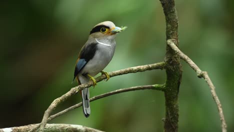 silver-breasted broadbill, serilophus lunatus