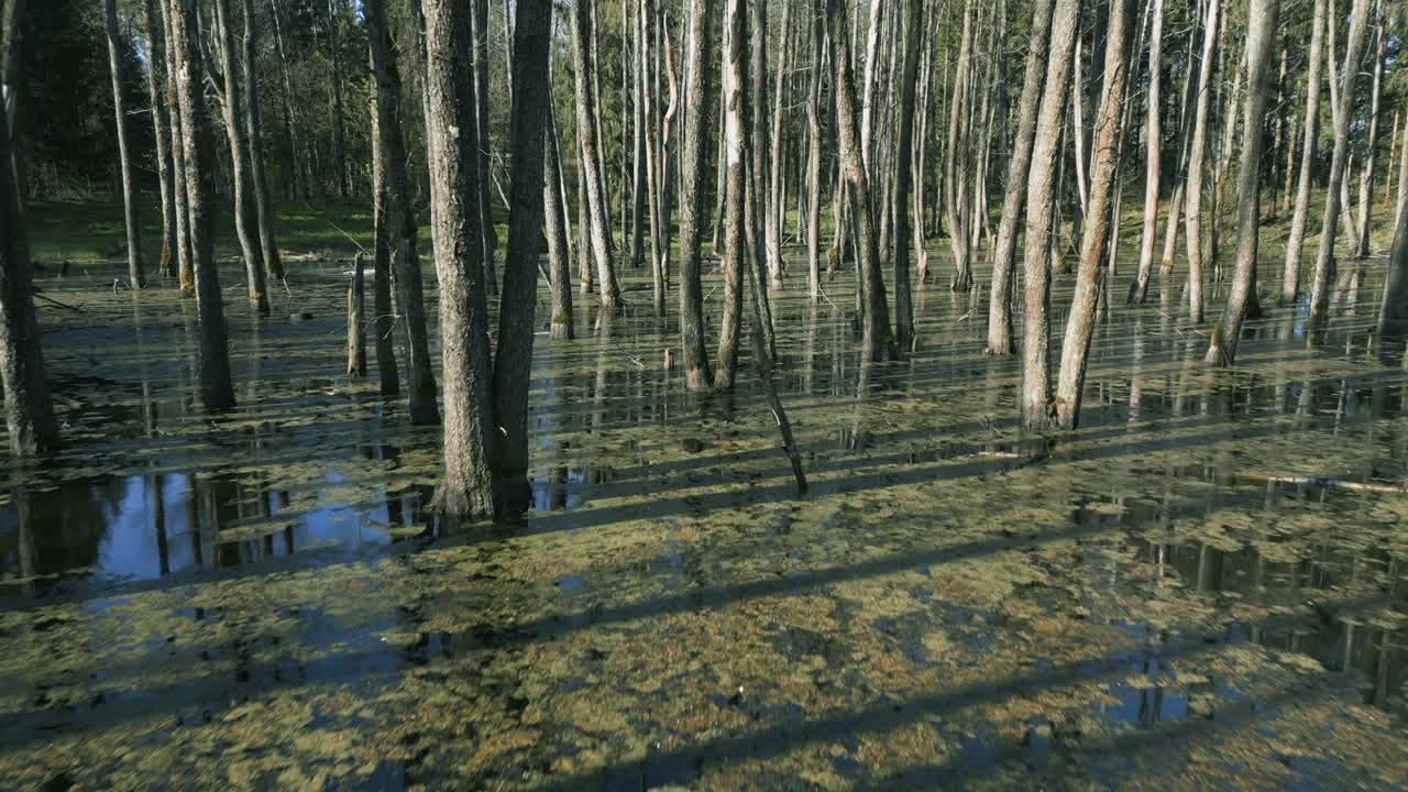 The camera glides over the surface of the swamp between the tall tree trunks