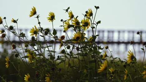 Flowers-along-side-of-the-road-moving-in-the-wind