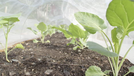 Slider-pullback-between-Brassica-cabbage-plants-in-garden-grow-tunnel