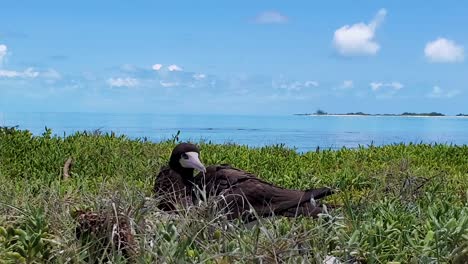 el pájaro marrón que eclosiona en la isla de cayo de agua, archipiélago de los rocas