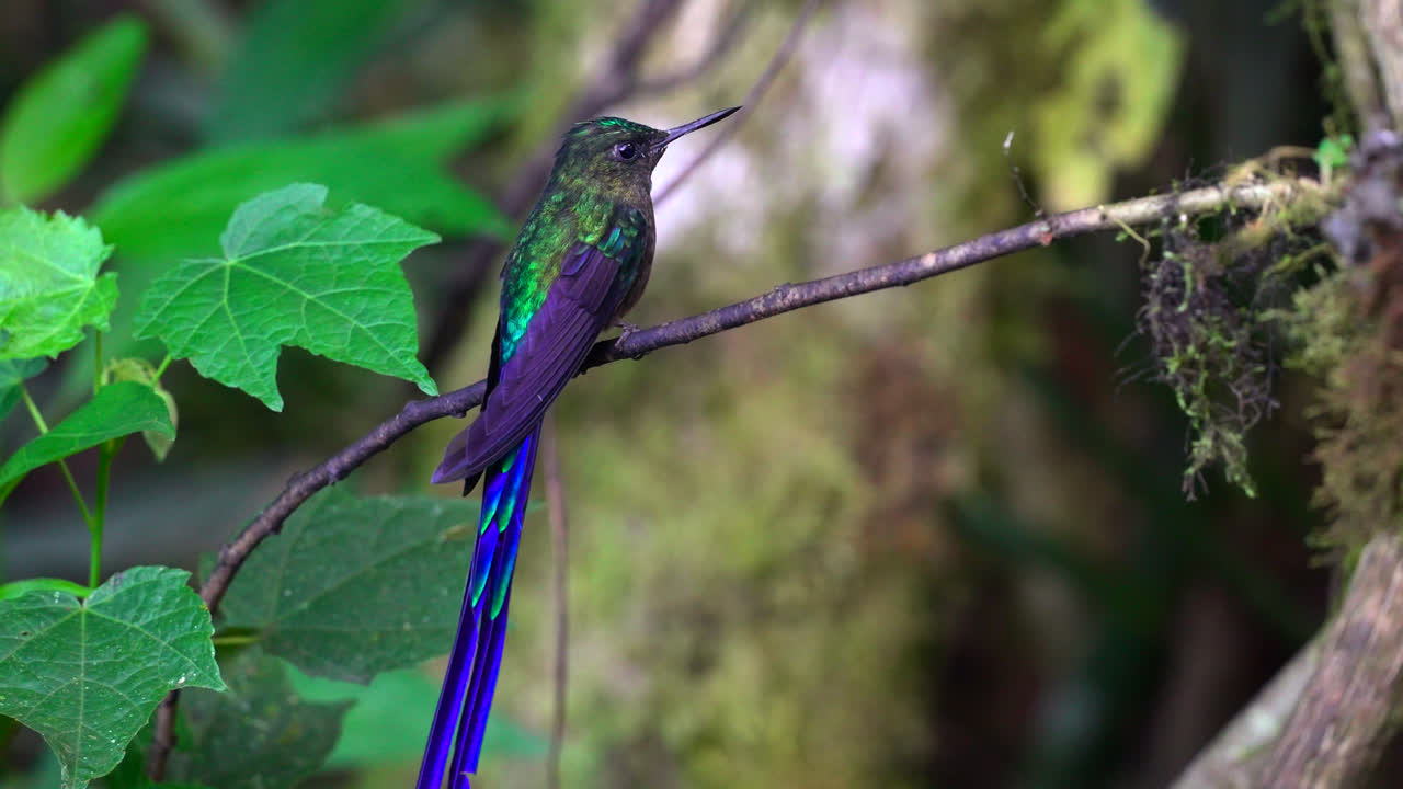 Magnificent Hummingbird with Long Blue Tail Perched on Branch