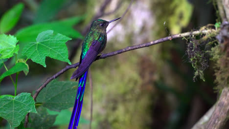 magnificent hummingbird with long blue tail perched on branch