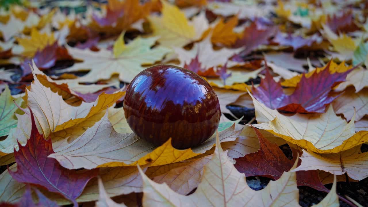 Close-up video concept of a shiny chestnut on colorful autumn leaves